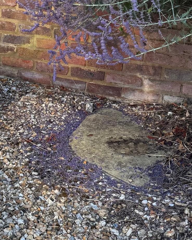 Closed access cover set in the gravel beside a brick garden wall, with purple flowers hanging over it
